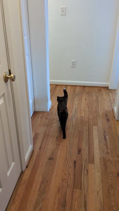 Enlarge Lucy, an adopted mixed breed in Hyattsville, MD video 6/6