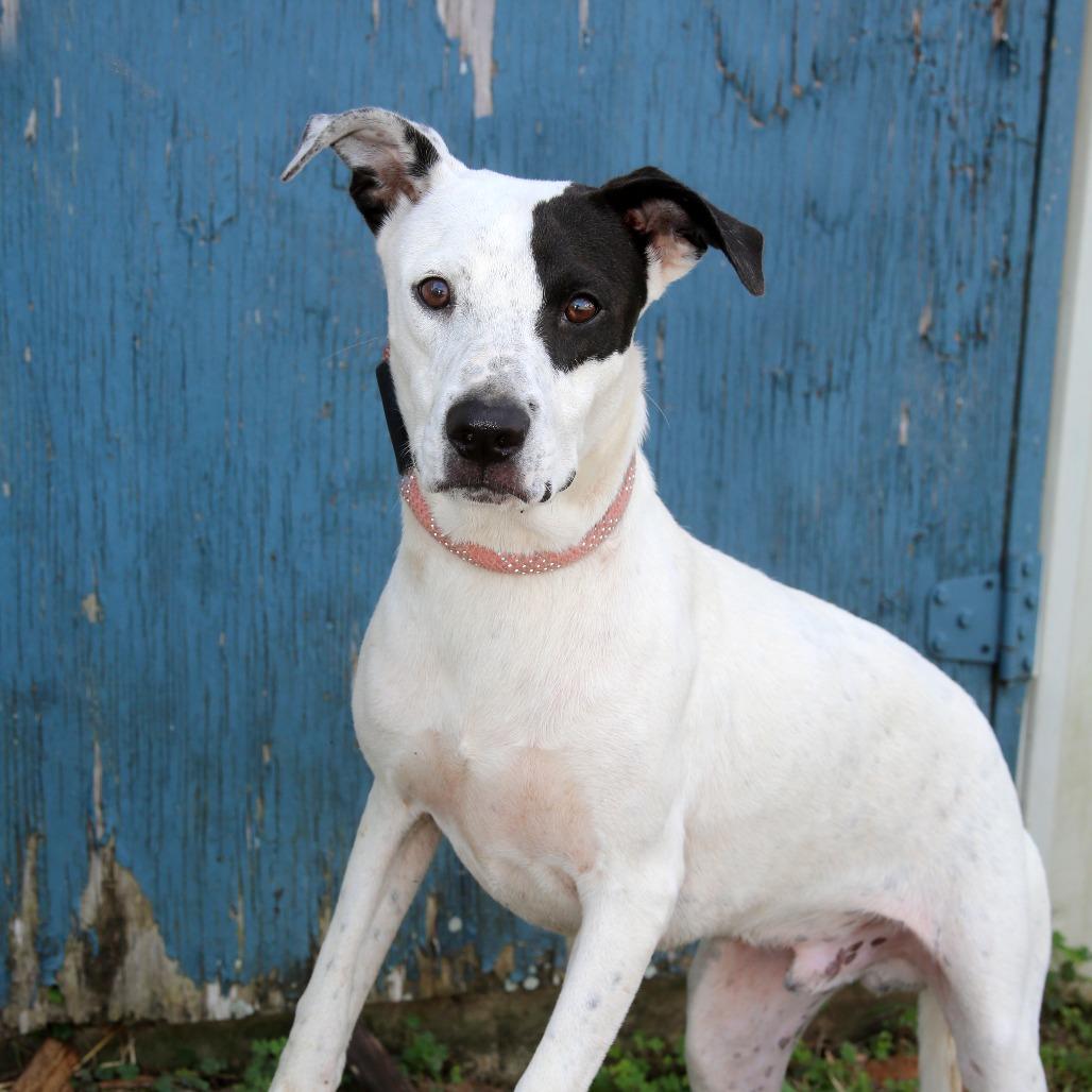 Spot S1, a Adoptable Hound in Natchitoches, LA image 2/3
