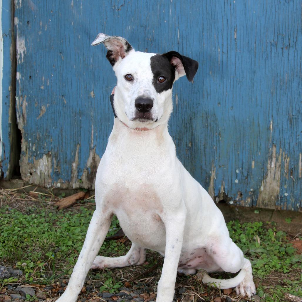 Spot S1, a Adoptable Hound in Natchitoches, LA image 3/3