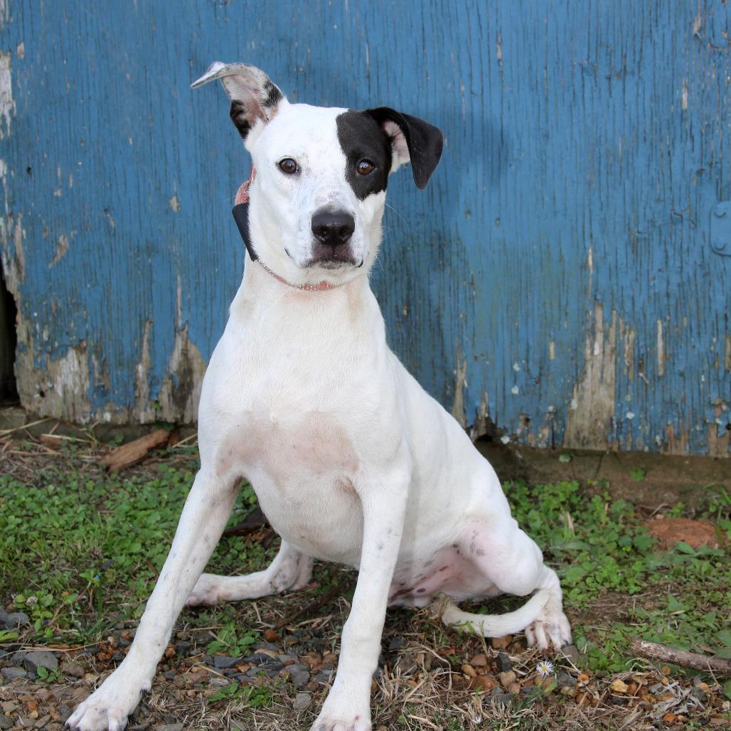 Spot S1, Adoptable, Young Male Hound.