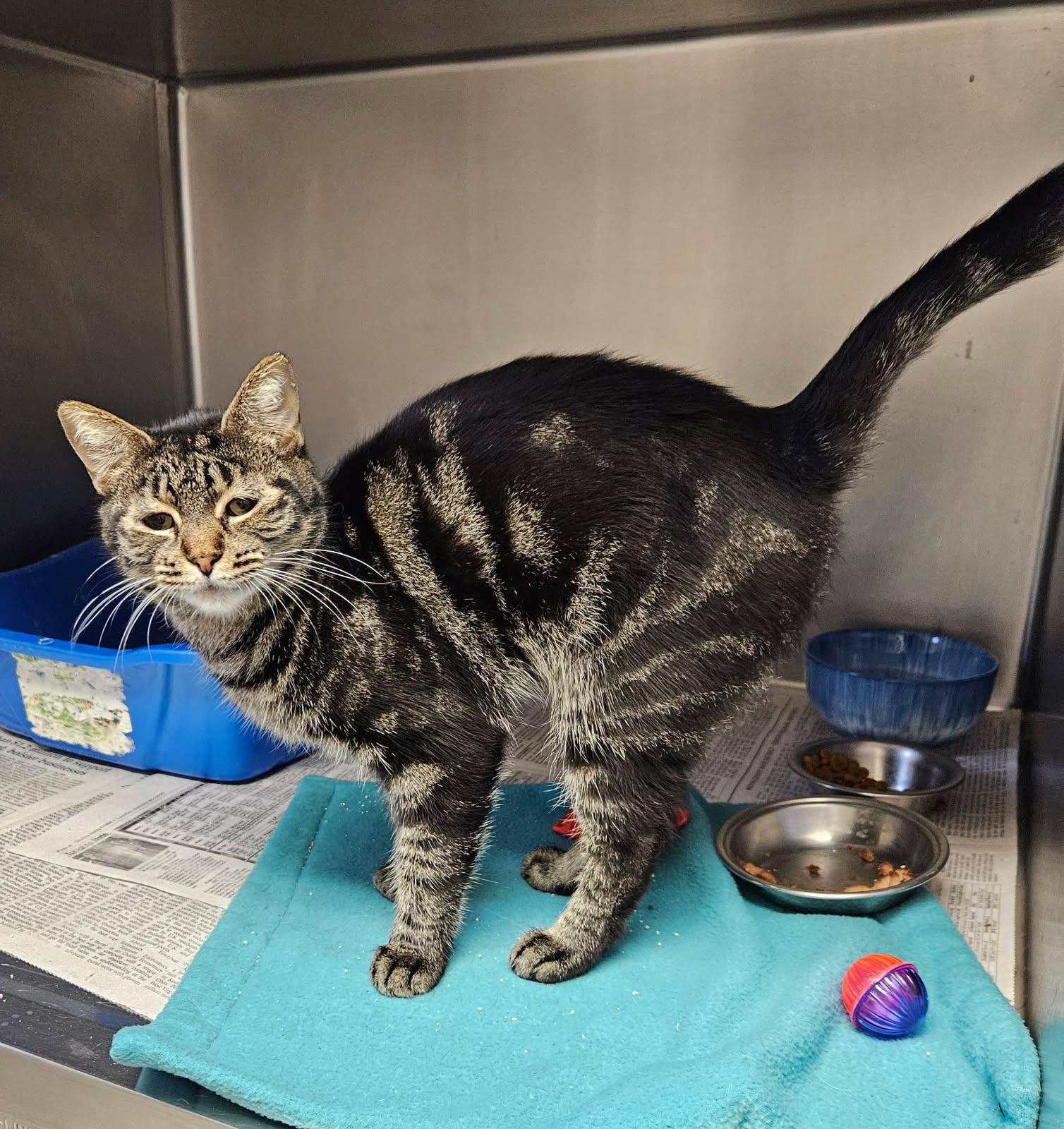 Enlarge Bitsy, an adopted Domestic Short Hair in Mansfield, OH image 1/1