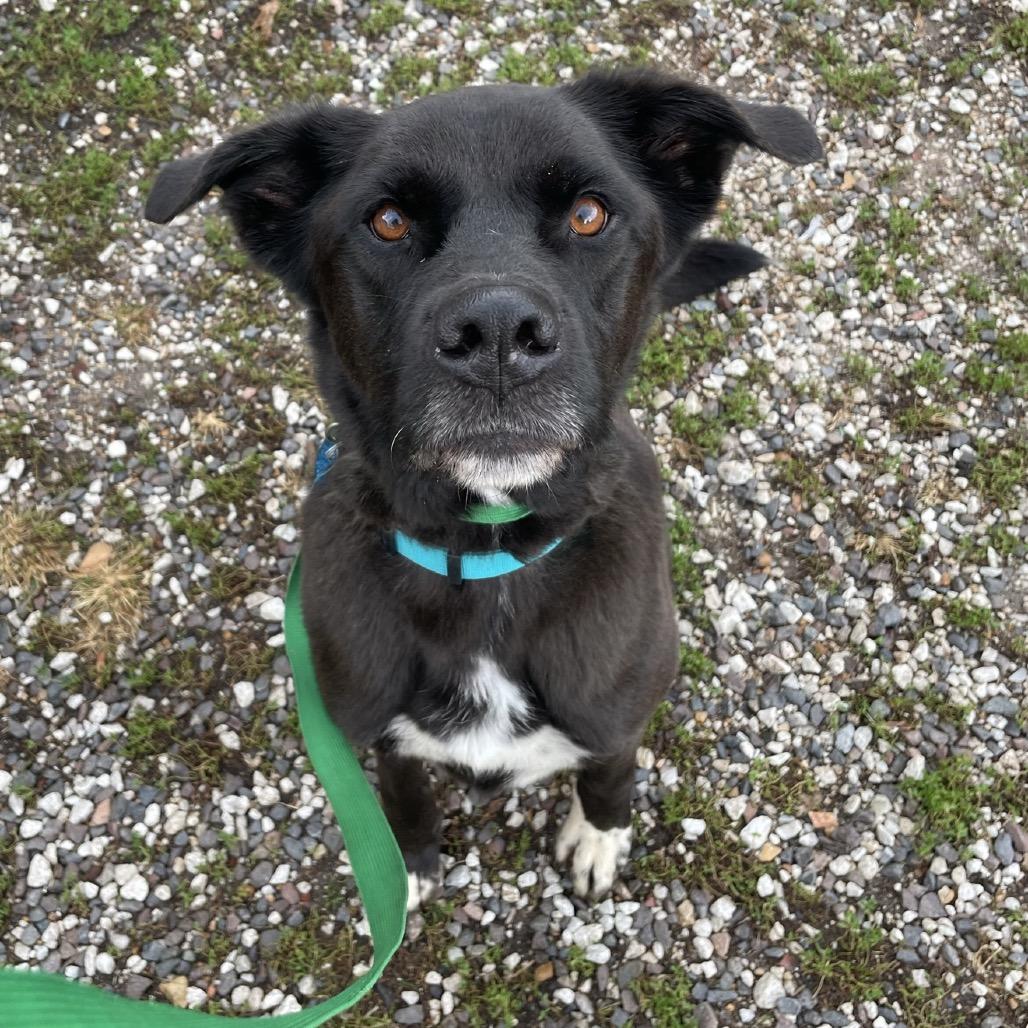 Jericho, Adoptable, Adult Male Labrador Retriever.