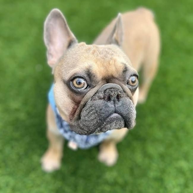 Diego, Adoptable, Young Male French Bulldog.