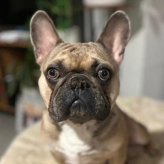 Enlarge Diego, a Adoptable French Bulldog in Citrus Heights, CA image 2/6