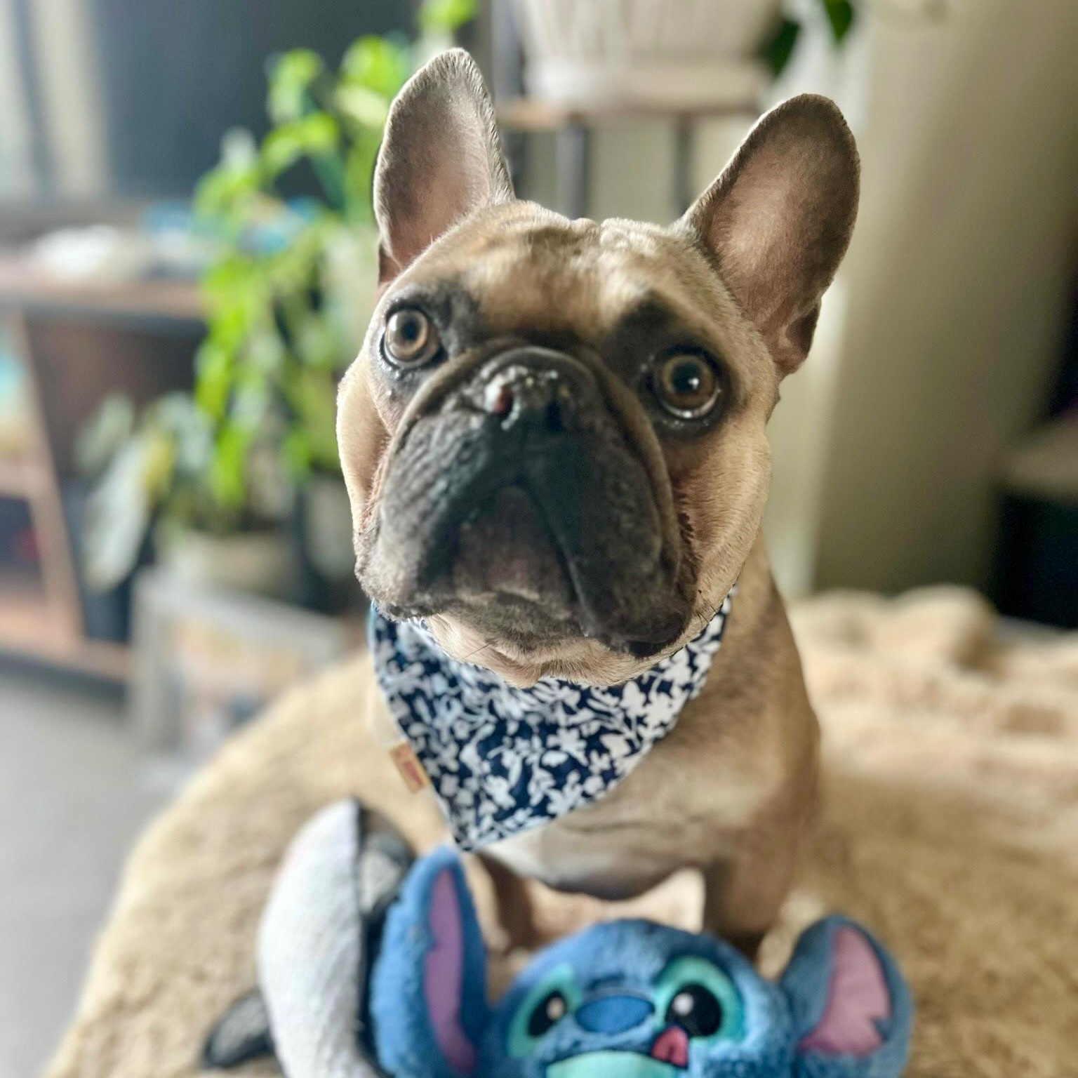 Enlarge Diego, a Adoptable French Bulldog in Citrus Heights, CA image 3/6