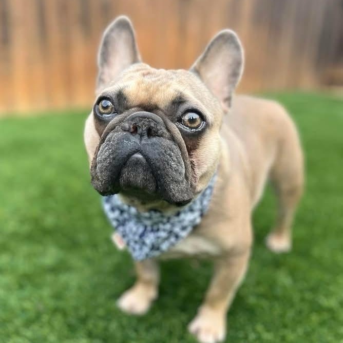 Enlarge Diego, a Adoptable French Bulldog in Citrus Heights, CA image 4/6