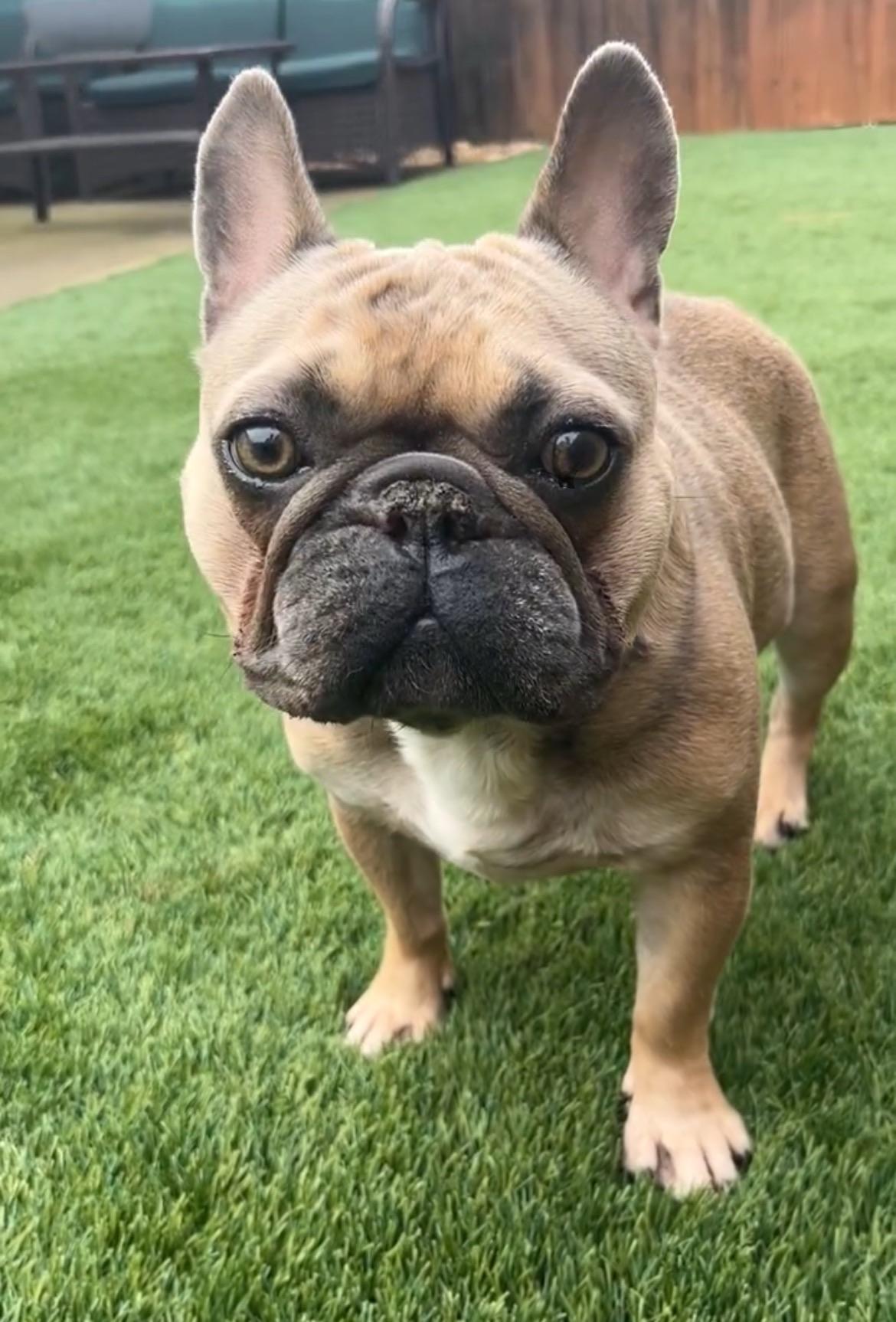 Enlarge Diego, a Adoptable French Bulldog in Citrus Heights, CA image 5/6