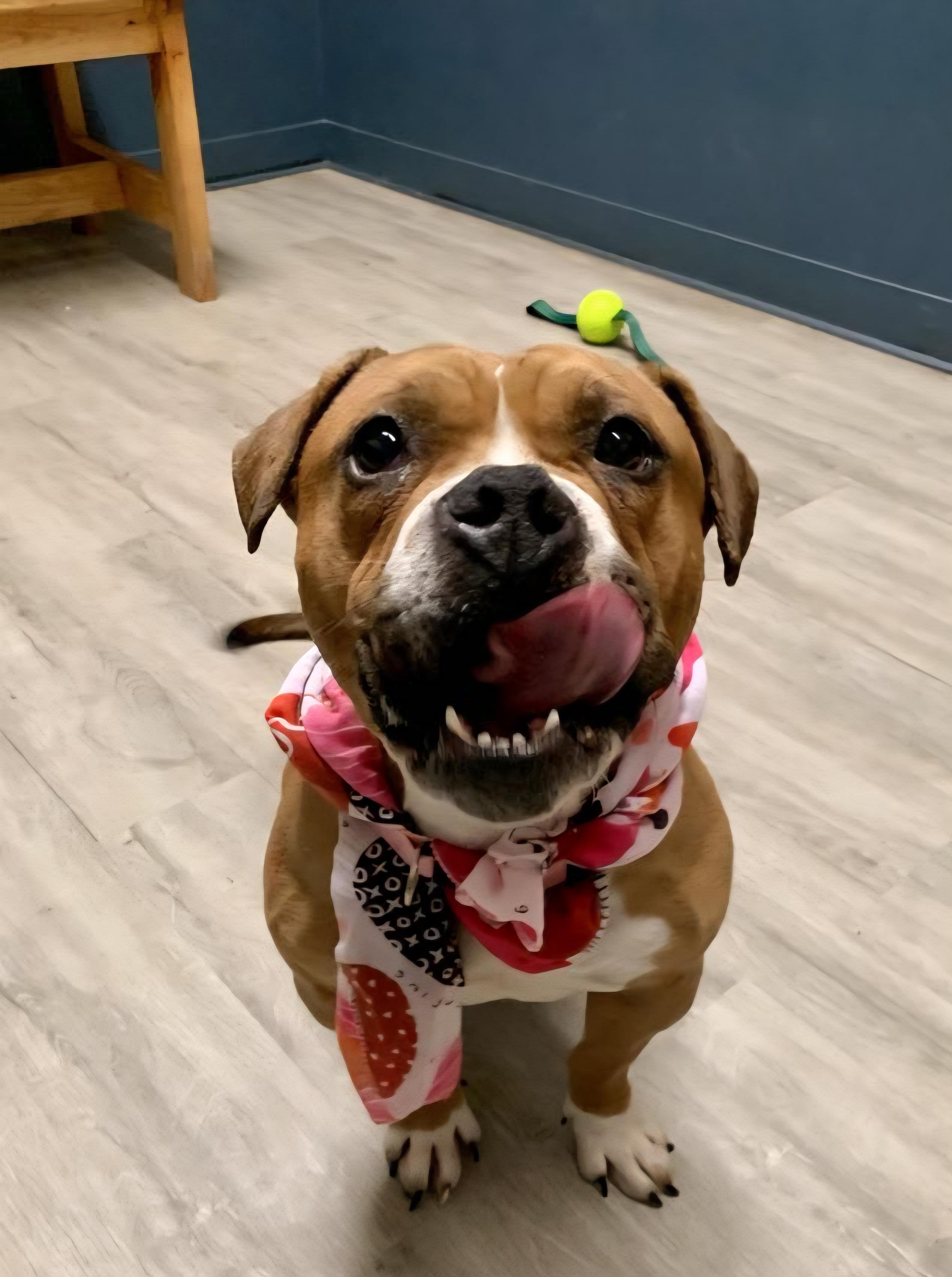 Bula , adopted, Adult Female American Bully.