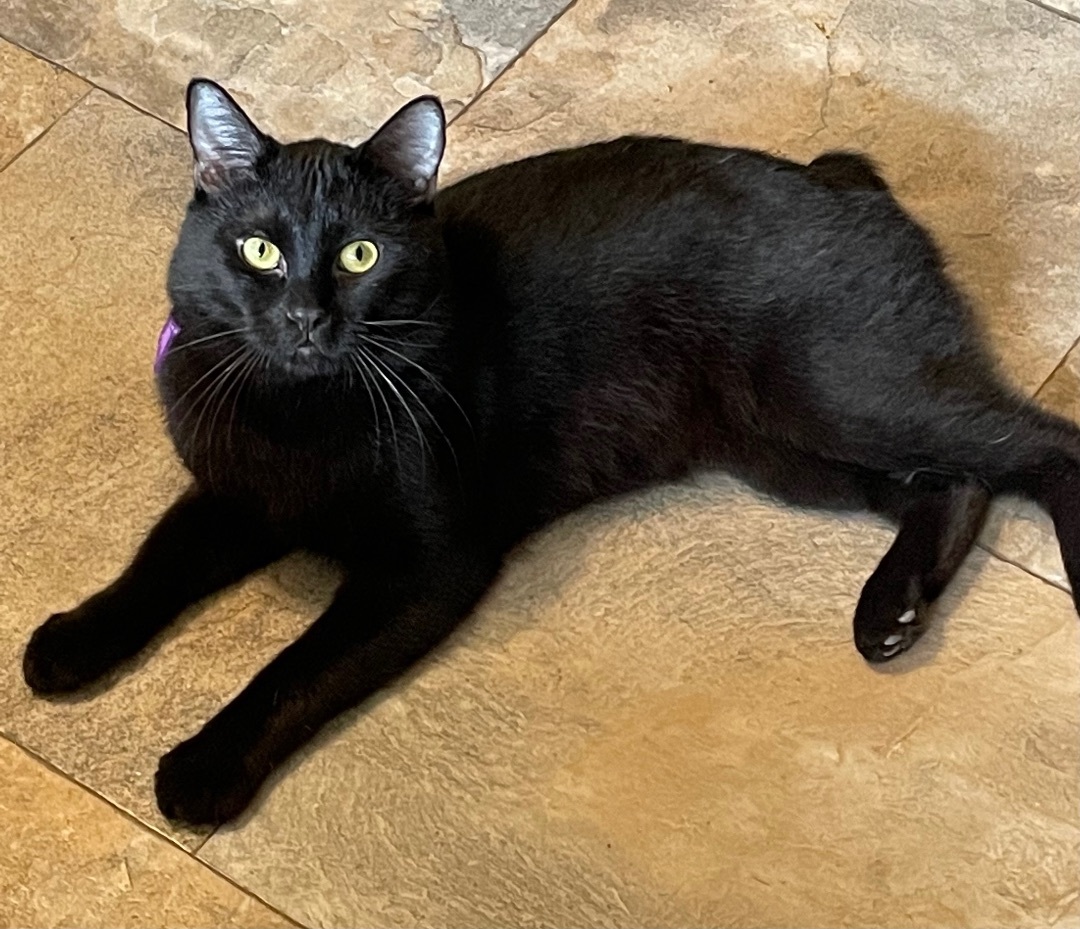CR Robert, Adoptable, Adult Male Domestic Short Hair.