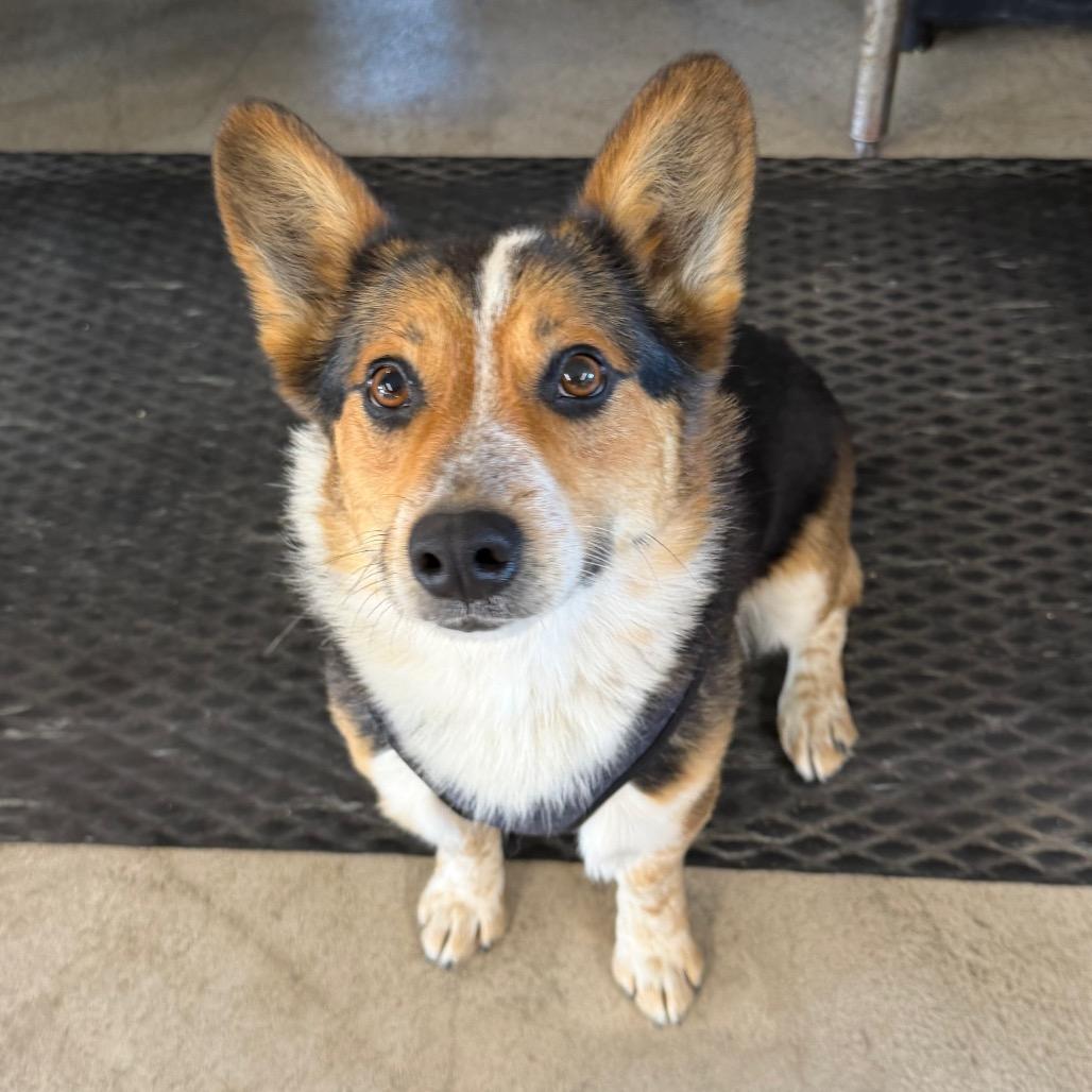 Enlarge Stanley, a Adoptable mixed breed in Spanish Fork, UT image 1/1