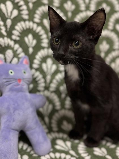 Sweet Pea $50 @ Petsmart, Adoptable, Kitten Male Domestic Short Hair & Domestic Short Hair.