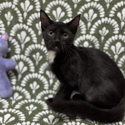 Enlarge Sweet Pea $50 @ Petsmart, a Adoptable mixed breed in Seneca, SC image 2/3
