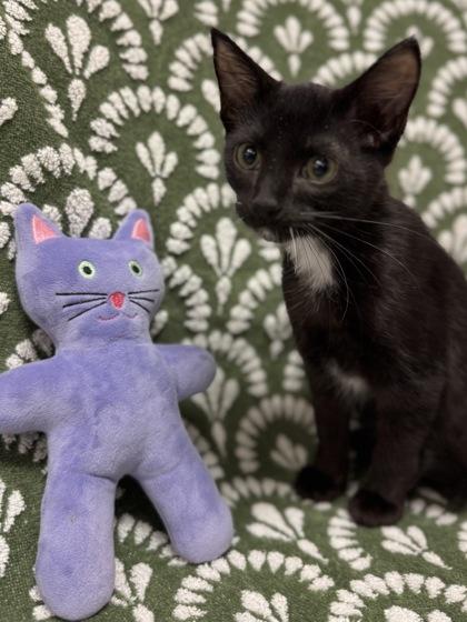 Enlarge Sweet Pea $50 @ Petsmart, a Adoptable mixed breed in Seneca, SC image 3/3