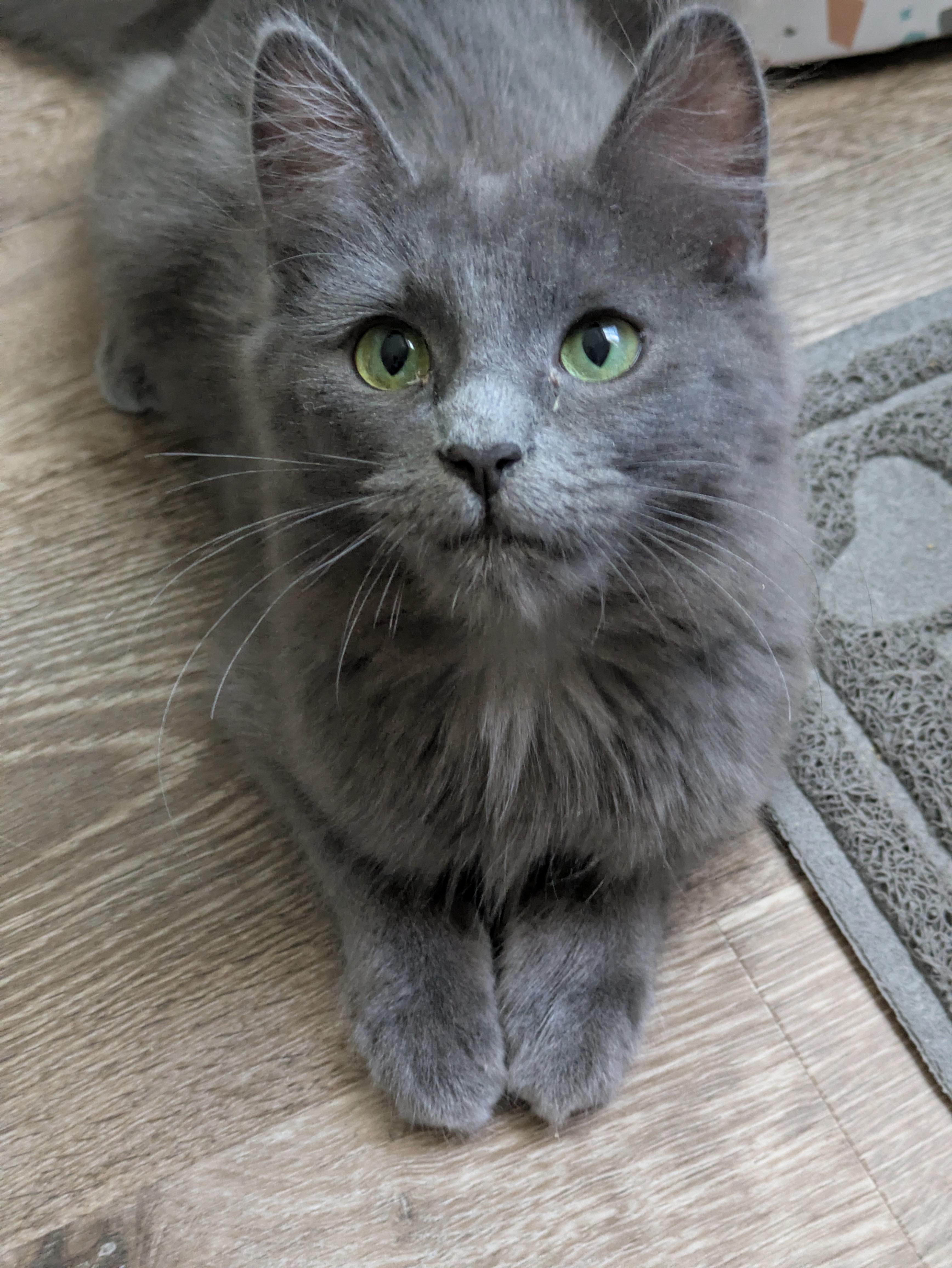Elphie, ADOPTABLE, Young Female Domestic Long Hair.