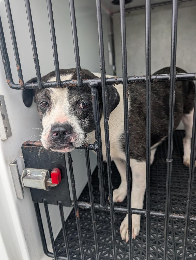 Enlarge Sprinkles, a Adoptable mixed breed in Vineland, NJ image 1/1