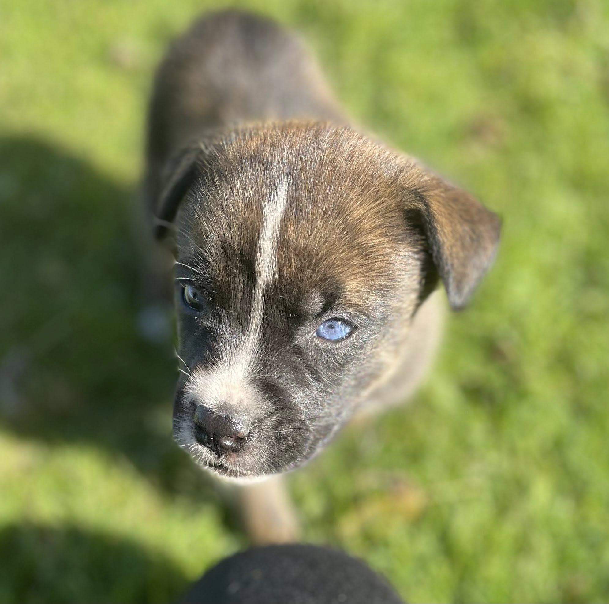 Enlarge Koda, an adopted mixed breed in Derby, NY image 2/5