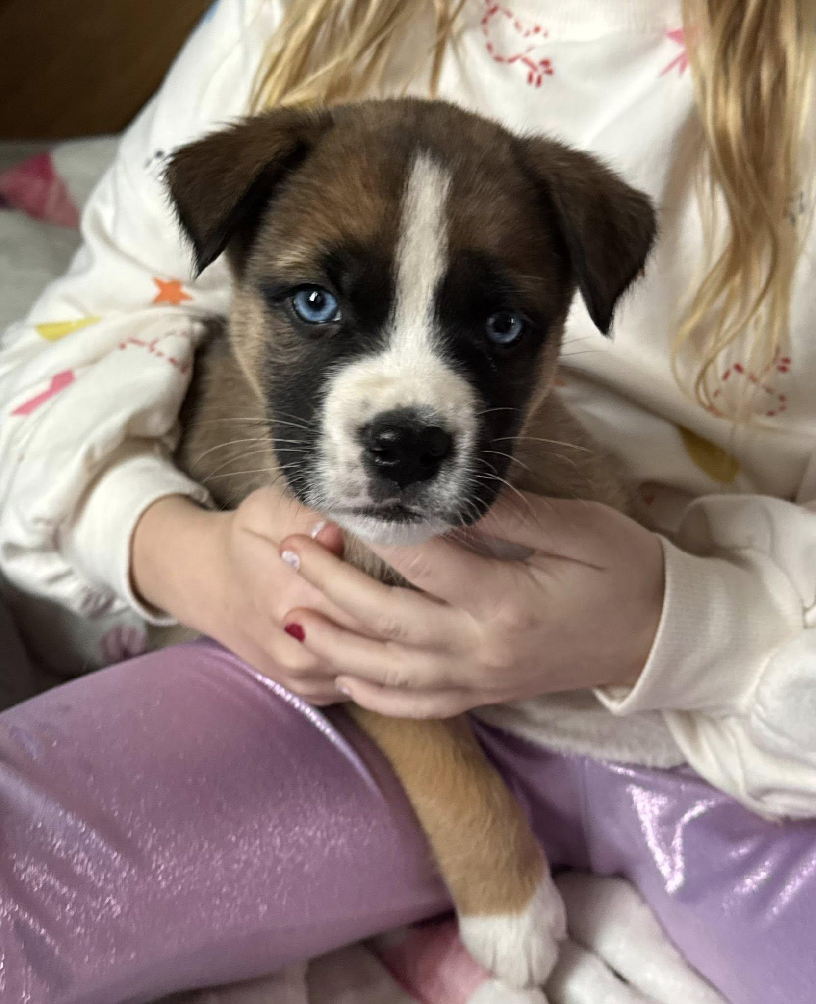 Enlarge Koda, an adopted mixed breed in Derby, NY image 3/5