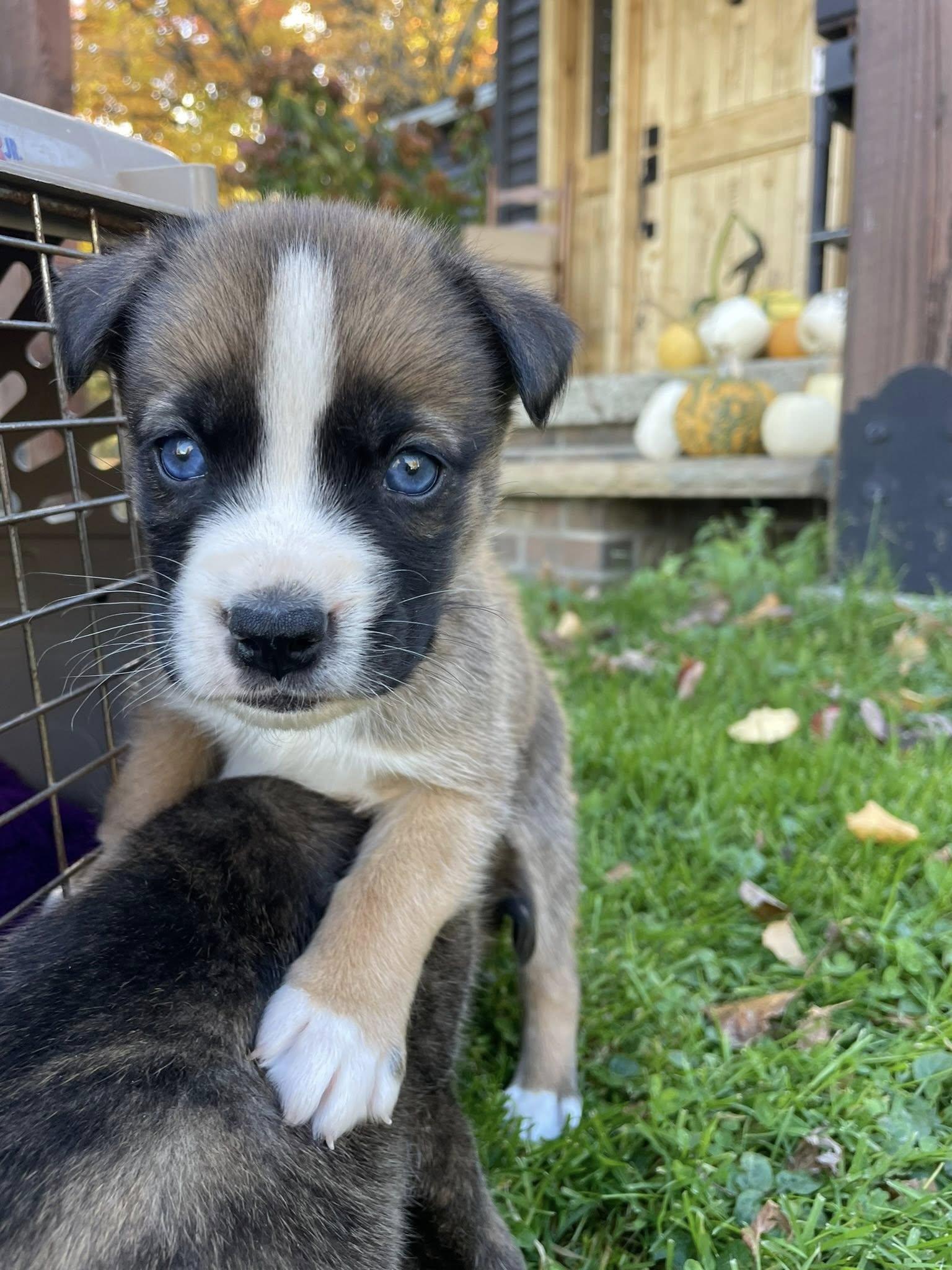 Enlarge Koda, an adopted mixed breed in Derby, NY image 4/5