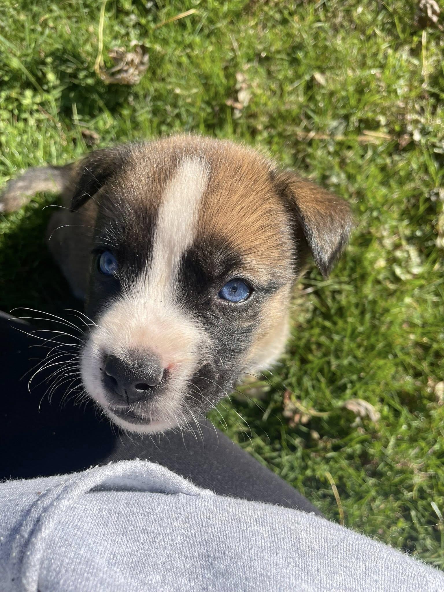 Enlarge Koda, an adopted mixed breed in Derby, NY image 5/5