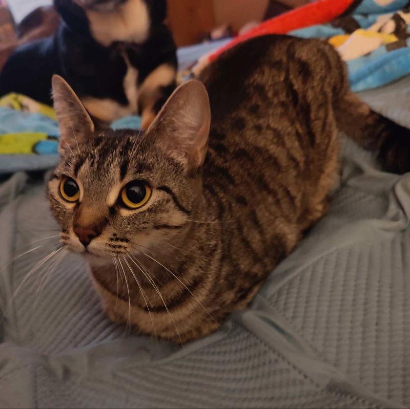 Sassy Girl, Adoptable, Young Female Tabby & Domestic Short Hair.