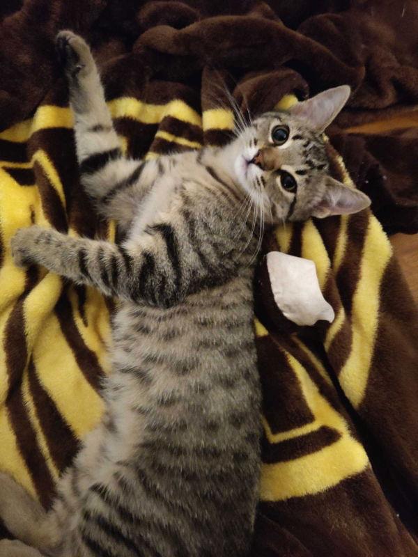 Sassy Girl, a Adoptable mixed breed in Pineville, LA image 2/2