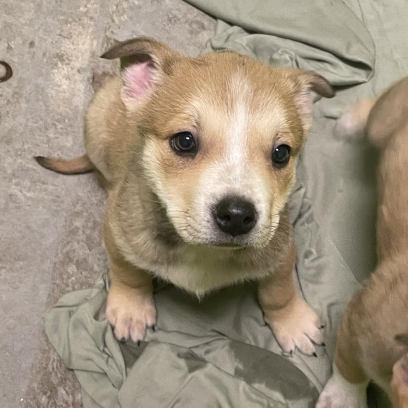 Hedgehog, Adoptable, Puppy Male Terrier & Mixed Breed.