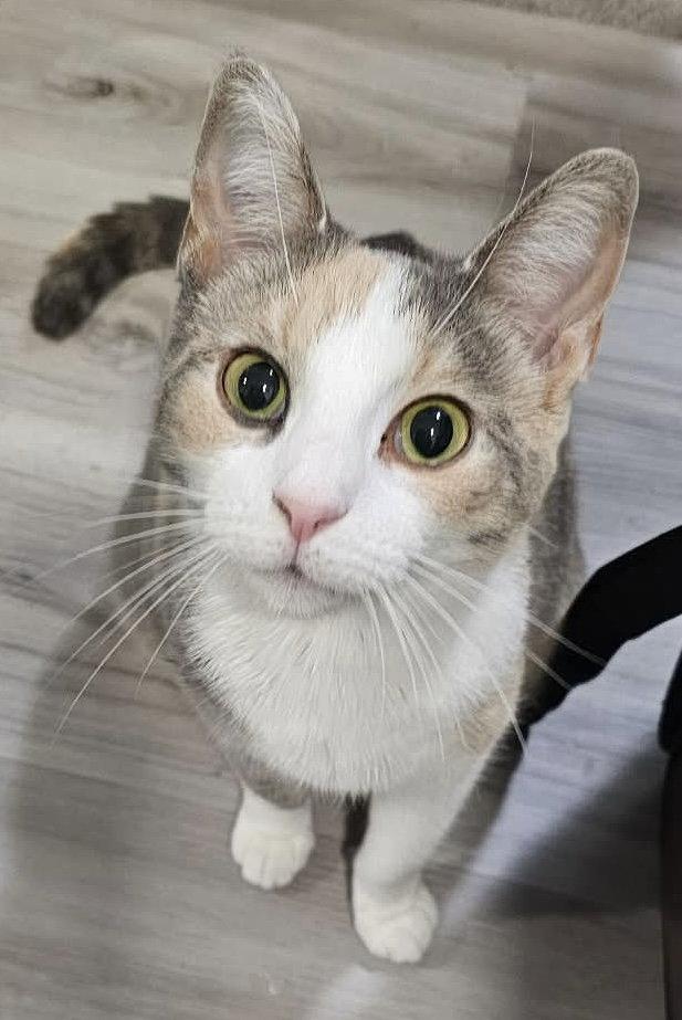 Enlarge Brinna - SEE ME AT PETCO!, a Adoptable mixed breed in Cookeville, TN image 2/3