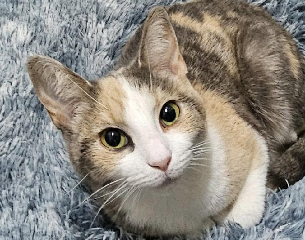 Enlarge Brinna - SEE ME AT PETCO!, a Adoptable mixed breed in Cookeville, TN image 3/3