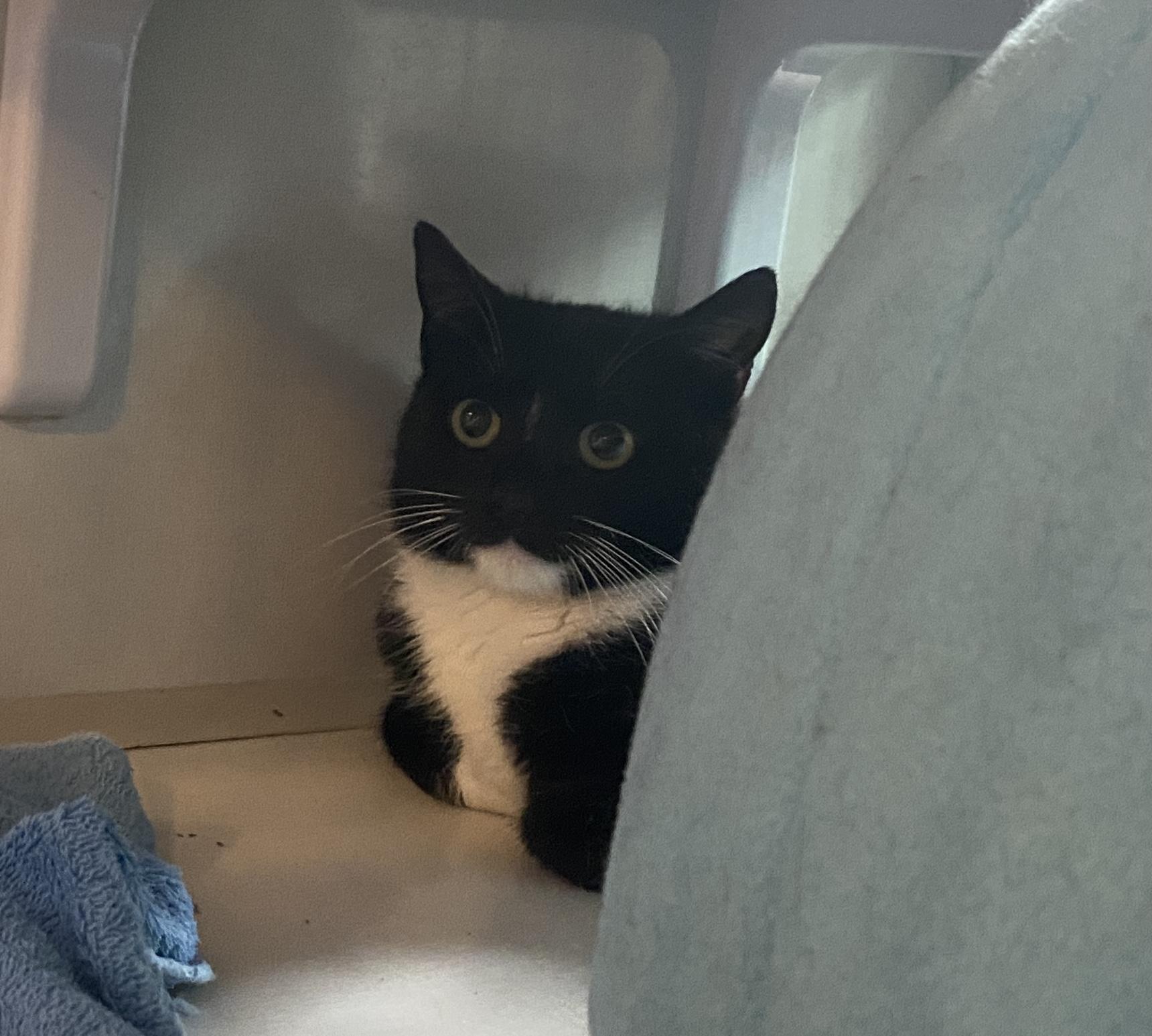 Amherst, a ADOPTABLE Domestic Short Hair in Salisbury, MA image 6/6