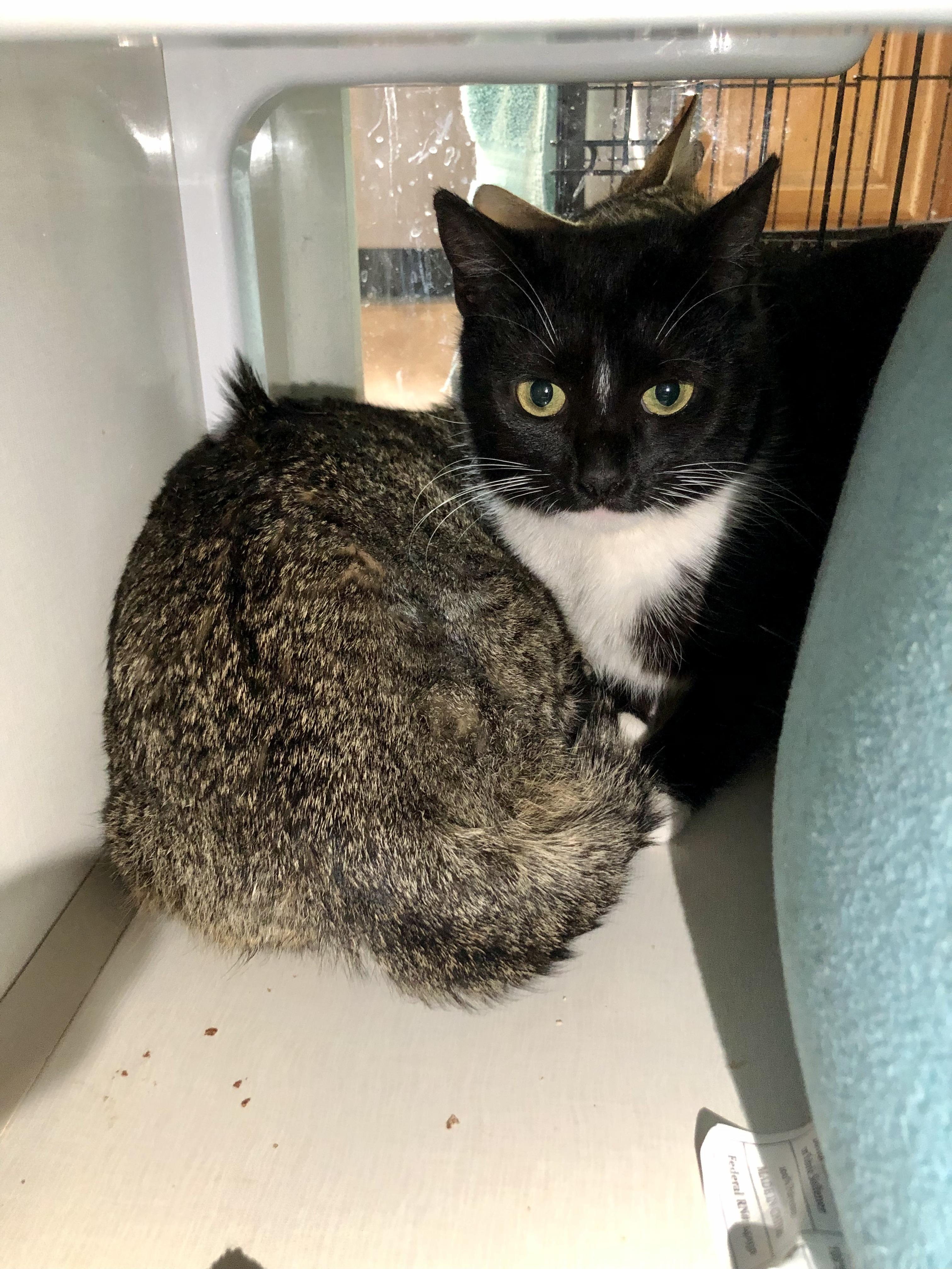 Amherst, a ADOPTABLE Domestic Short Hair in Salisbury, MA image 5/6