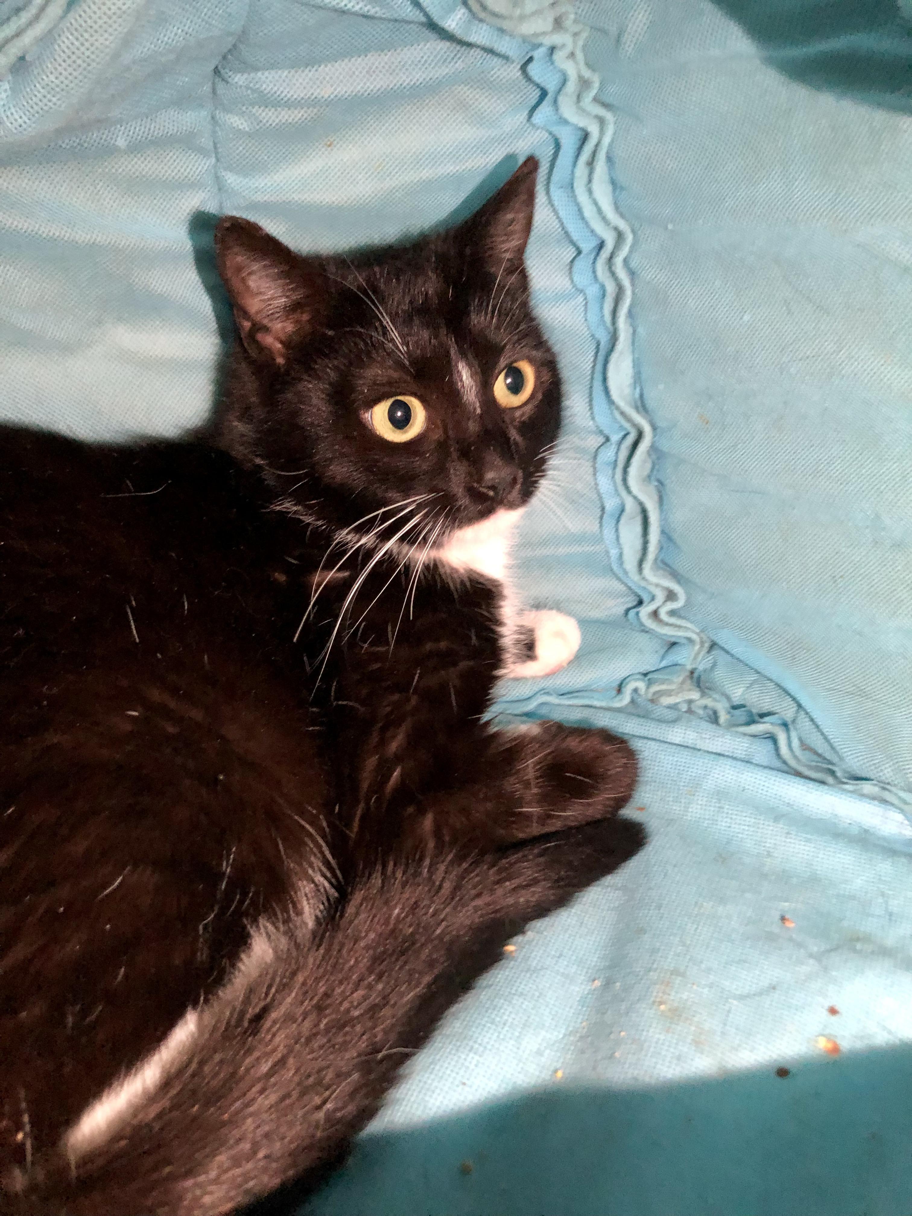 Amherst, a ADOPTABLE Domestic Short Hair in Salisbury, MA image 2/6