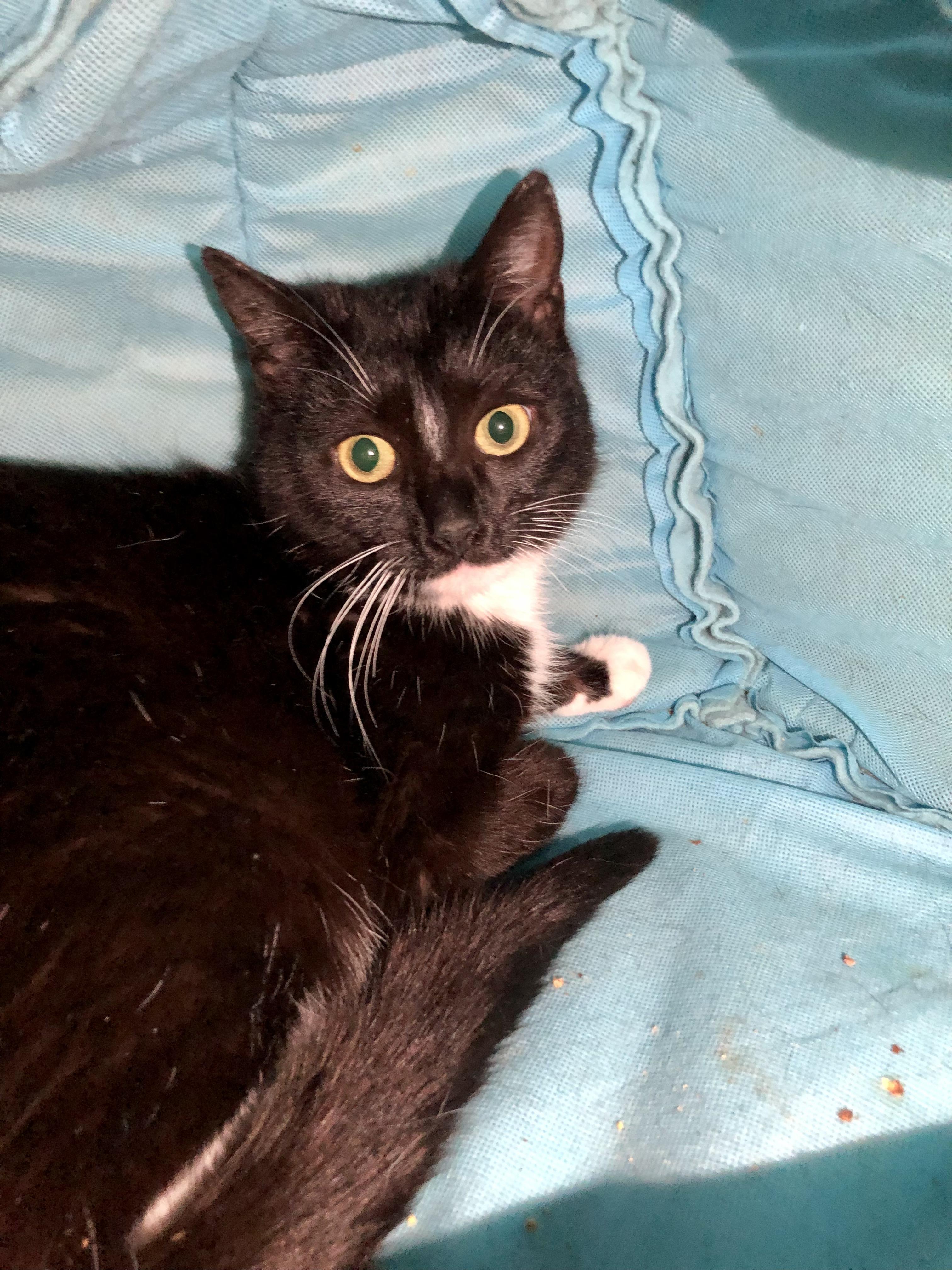 Amherst, ADOPTABLE, Adult Female Domestic Short Hair.