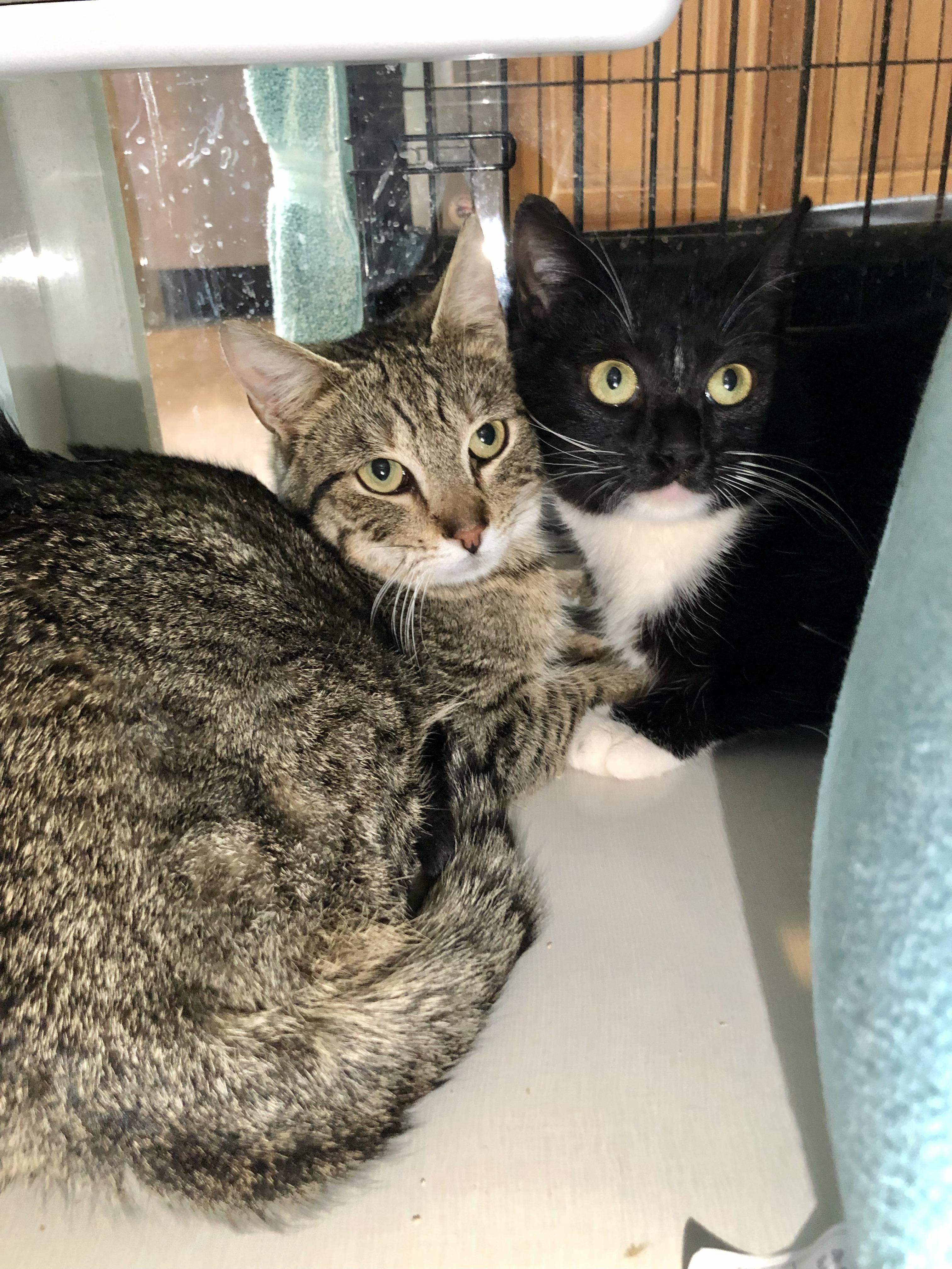 Amherst, a ADOPTABLE Domestic Short Hair in Salisbury, MA image 3/6