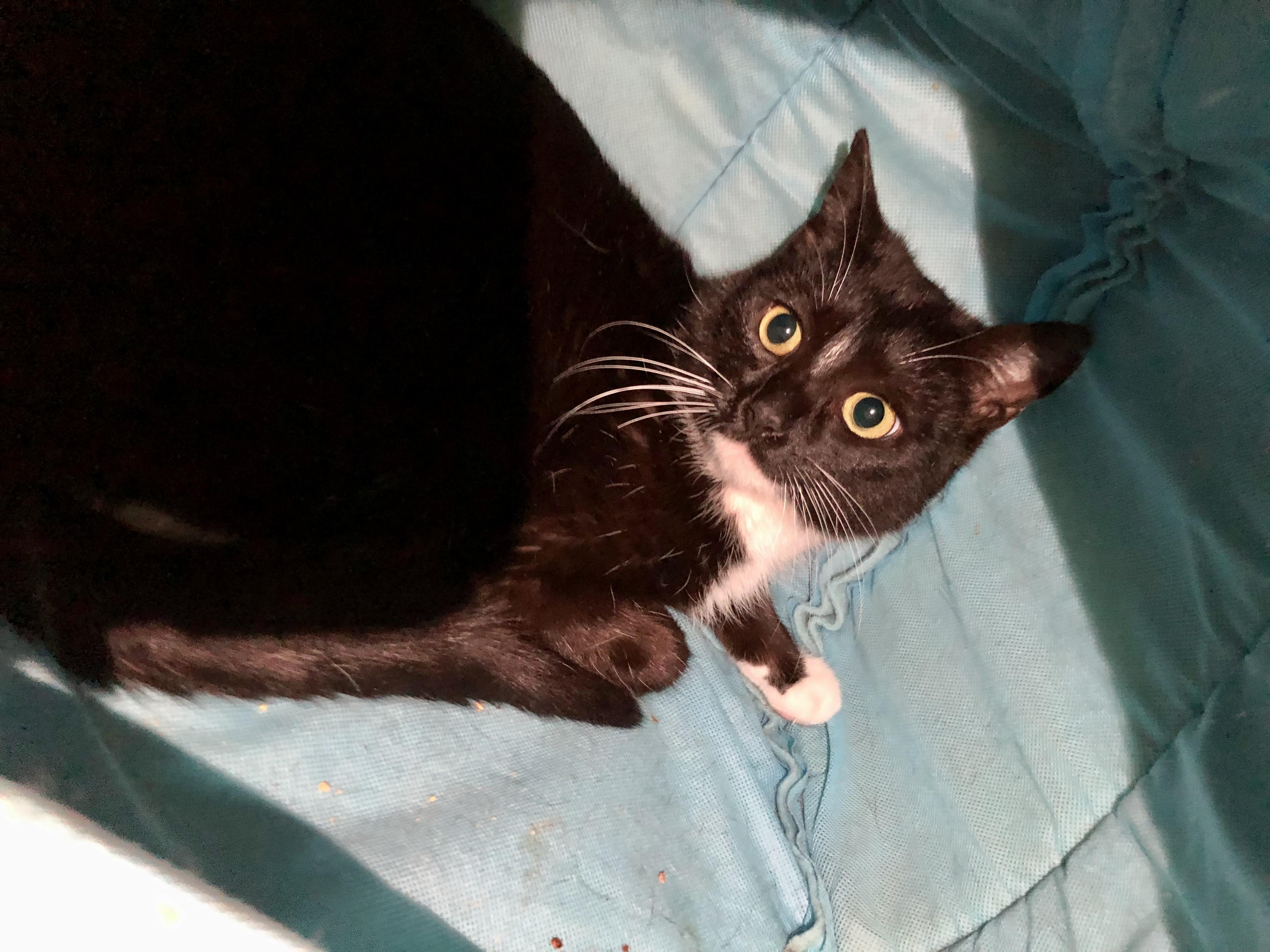 Amherst, a ADOPTABLE Domestic Short Hair in Salisbury, MA image 4/6