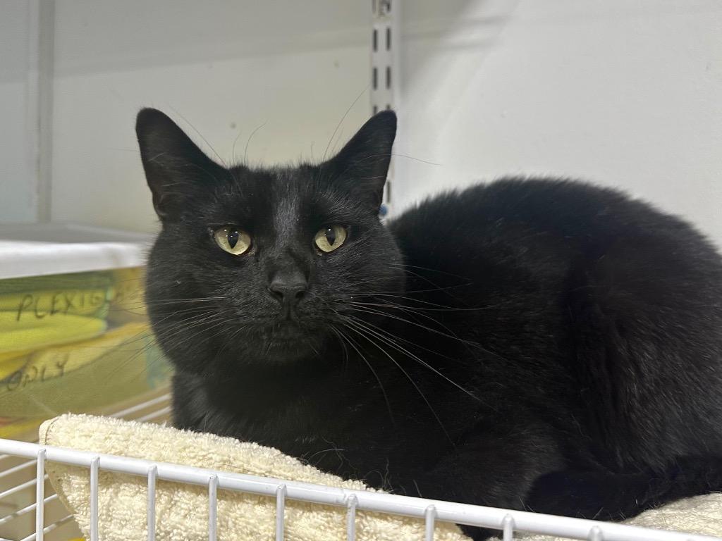 Suki, Adoptable, Adult Female Domestic Short Hair.