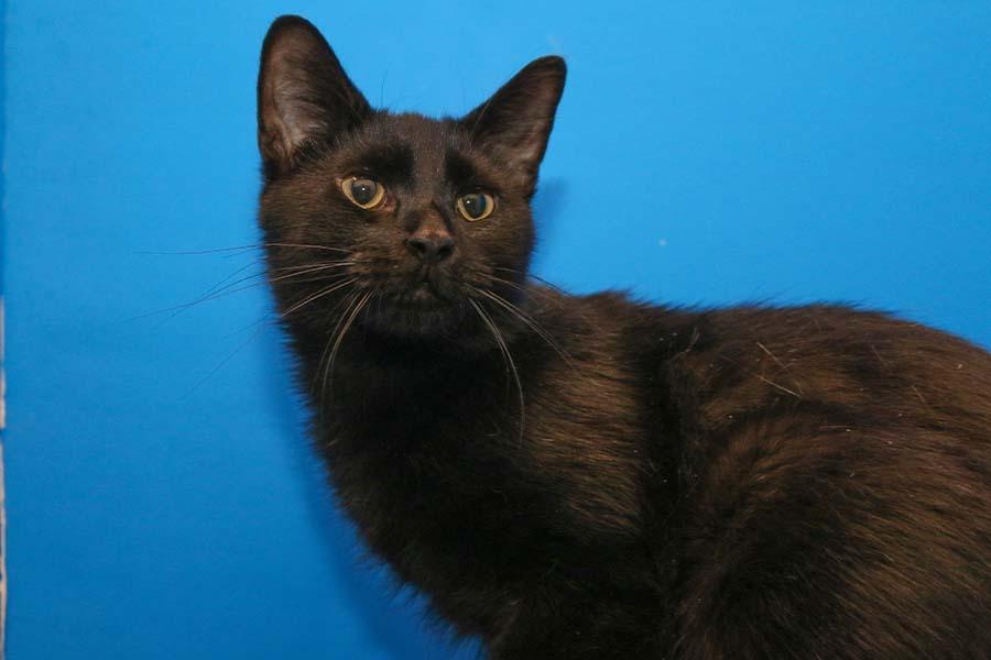 Enlarge Suki, a Adoptable mixed breed in Powell, OH image 2/2