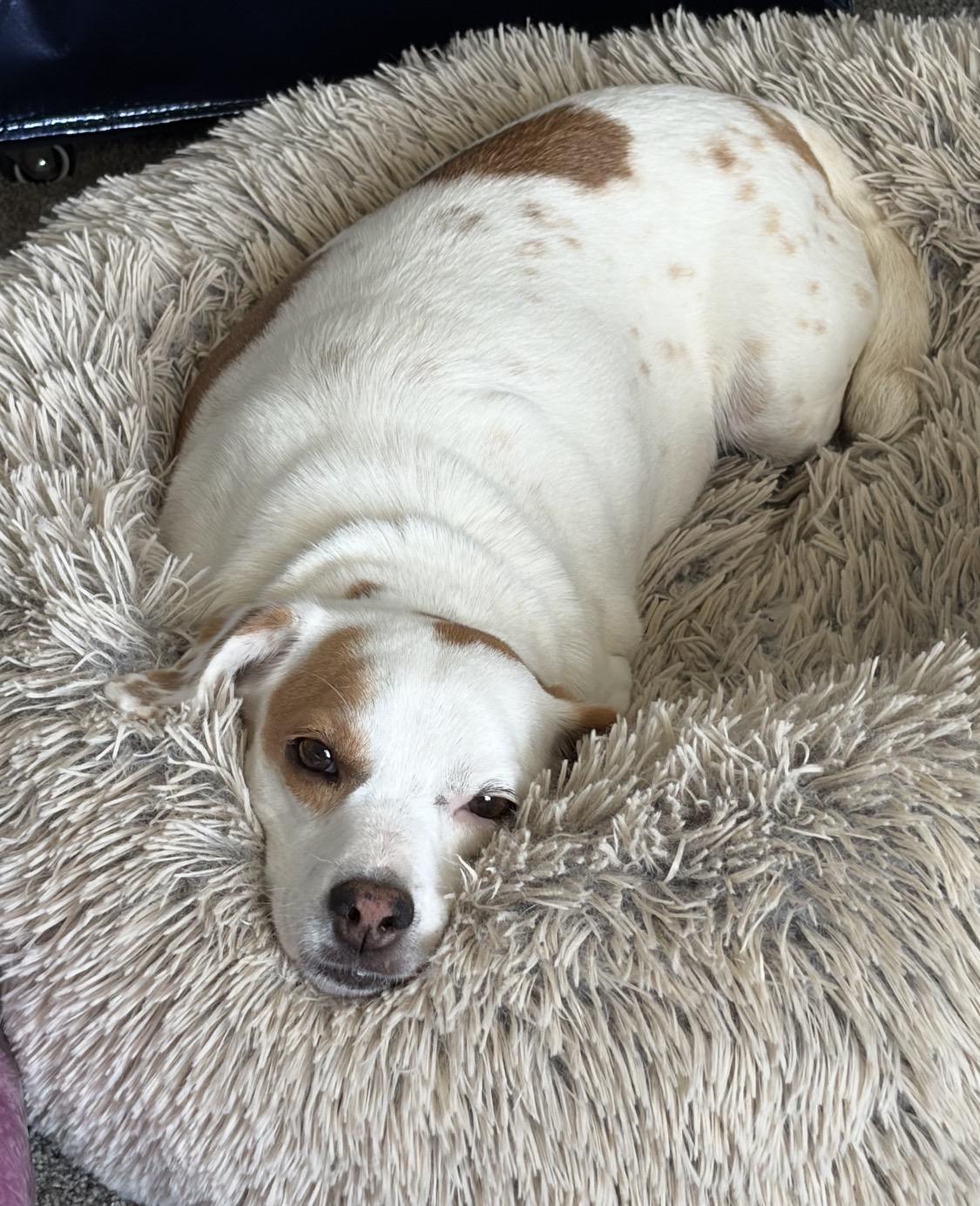 Enlarge Latte- Calling all kind ladies, a Adoptable mixed breed in Springfield, OH image 2/2