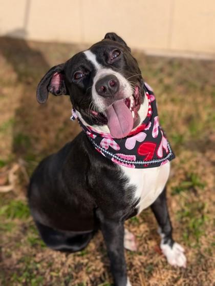 Wiggles, Adoptable, Adult Female Labrador Retriever & Mixed Breed.