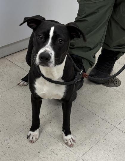 Enlarge Wiggles, a Adoptable mixed breed in Gulfport, MS image 2/2
