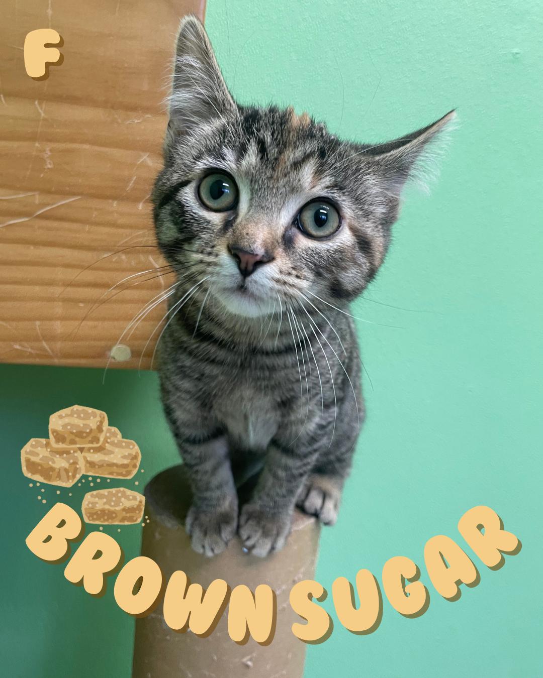 Brown Sugar, a Adoptable Domestic Short Hair in Greenbelt, MD image 1/4
