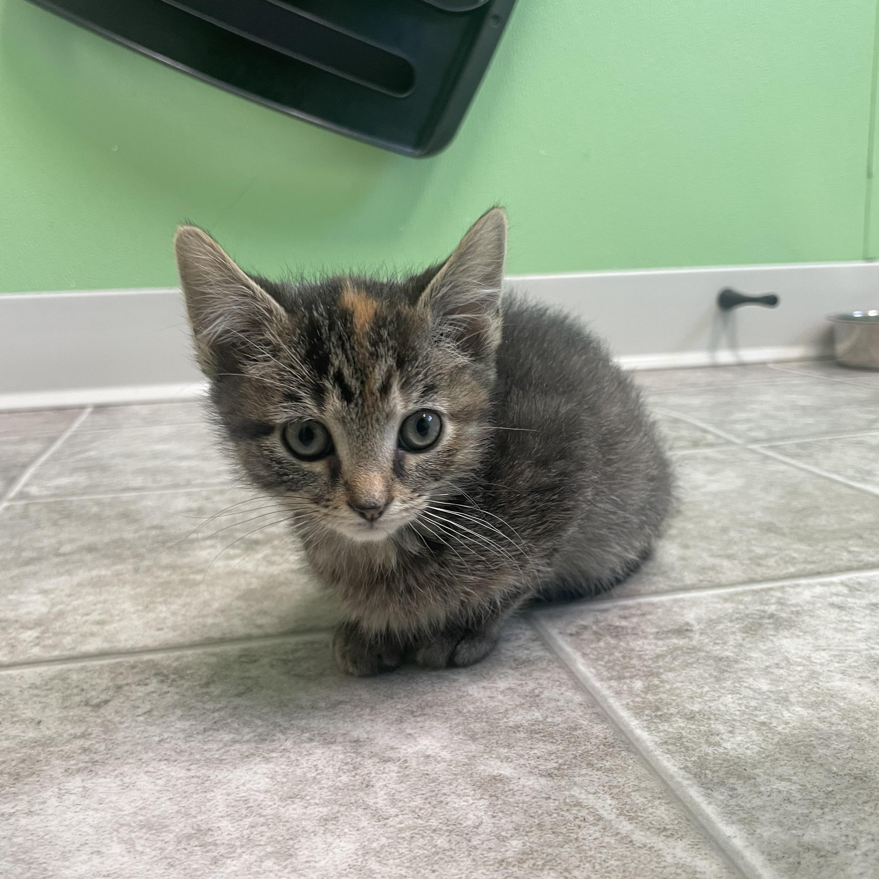 Brown Sugar, a Adoptable Domestic Short Hair in Greenbelt, MD image 4/4