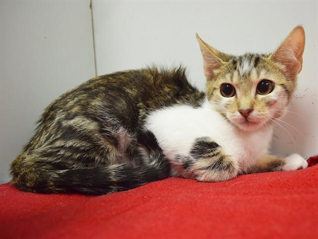 Enlarge ELEANOR, a Adoptable Domestic Short Hair in Sacramento, CA image 1/1