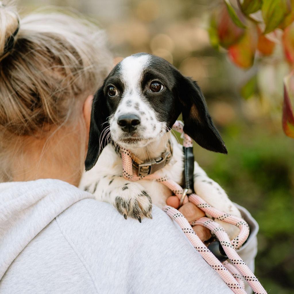 Spirit, Adoptable, Puppy Female Cockapoo & Beagle.