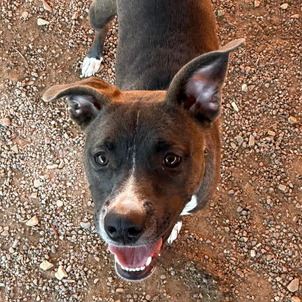 Enlarge Serena, a Adoptable Mixed Breed in Albuquerque, NM image 3/6