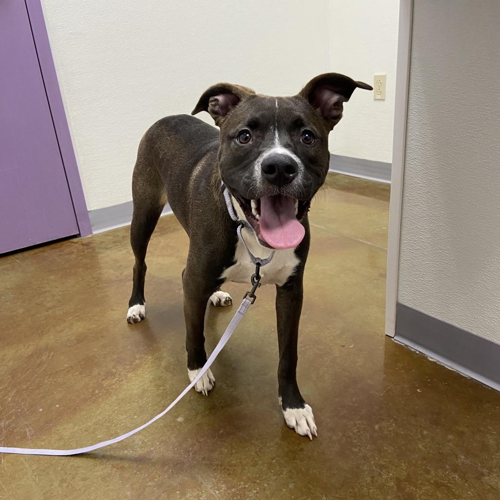 Enlarge Serena, a Adoptable Mixed Breed in Albuquerque, NM image 4/6