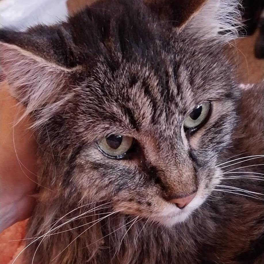 Dolly, Adoptable, Adult Female Domestic Long Hair.