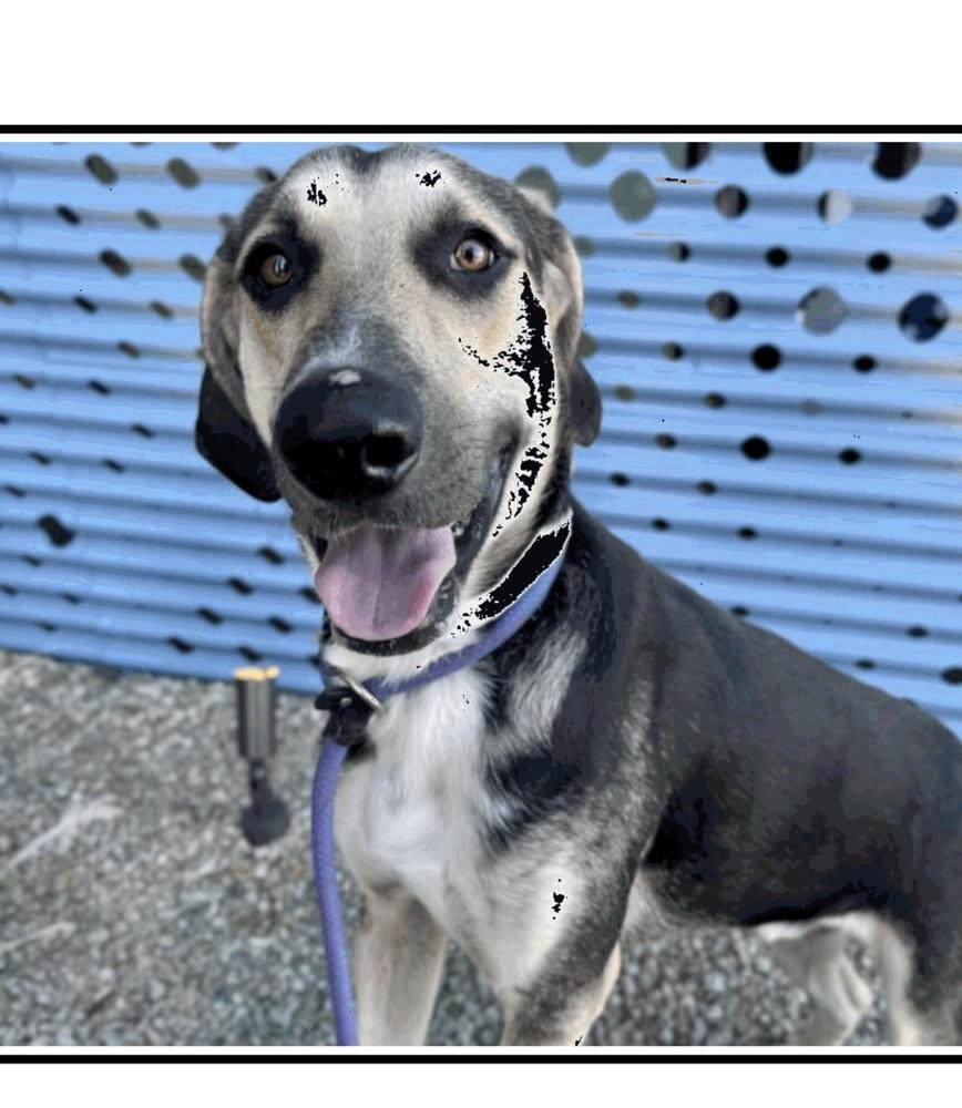 Zepelin, Adopted, Adult Male Shepherd & Hound.