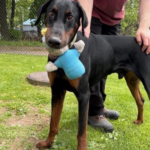 Sammy, ADOPTABLE, Adult Male Doberman Pinscher.