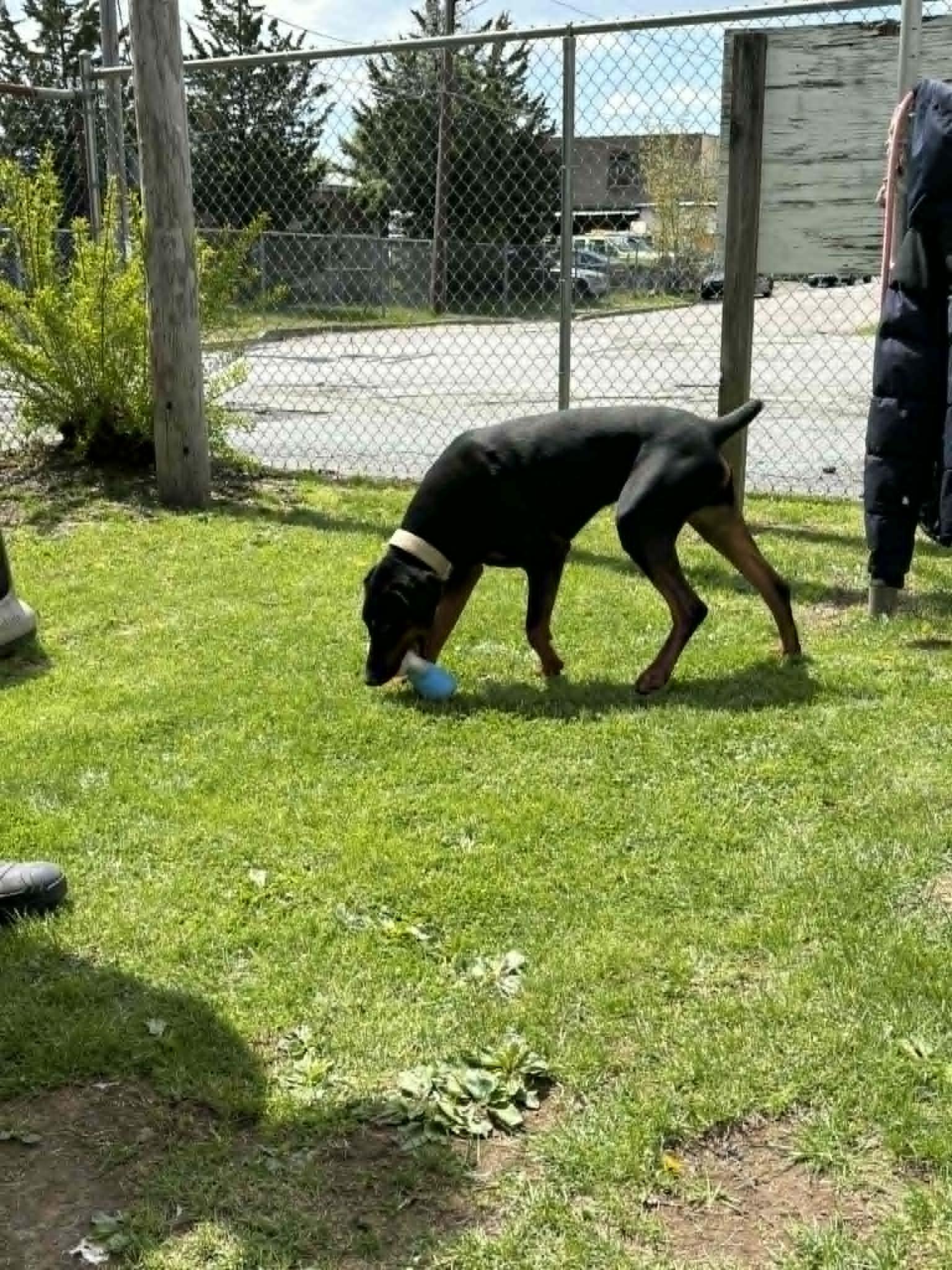 Enlarge Sammy, a ADOPTABLE Doberman Pinscher in Fleetwood, PA image 3/3