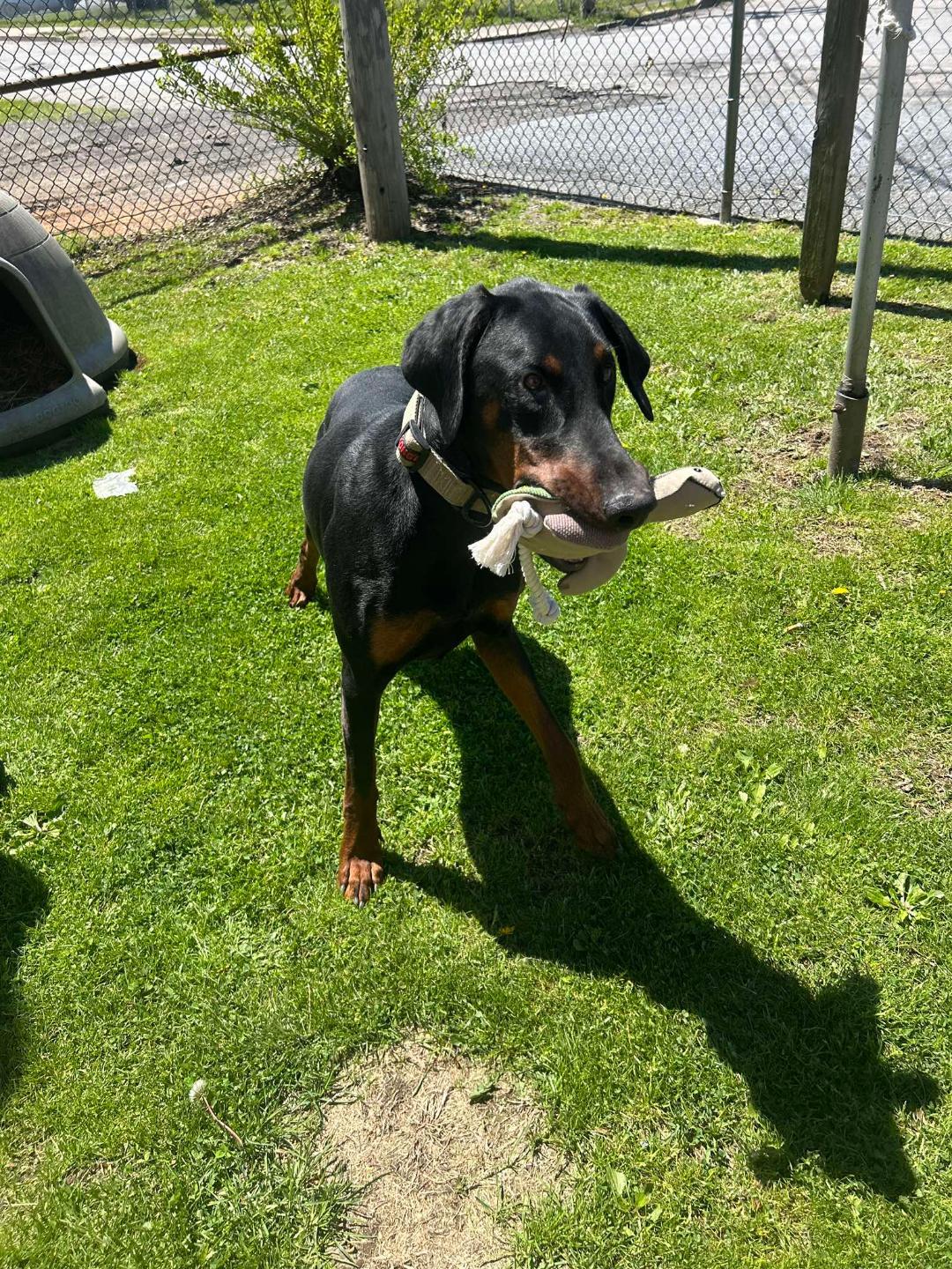 Enlarge Sammy, a ADOPTABLE Doberman Pinscher in Fleetwood, PA image 2/3